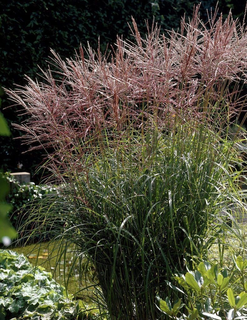 Мискантус Дроннинг Ингрид