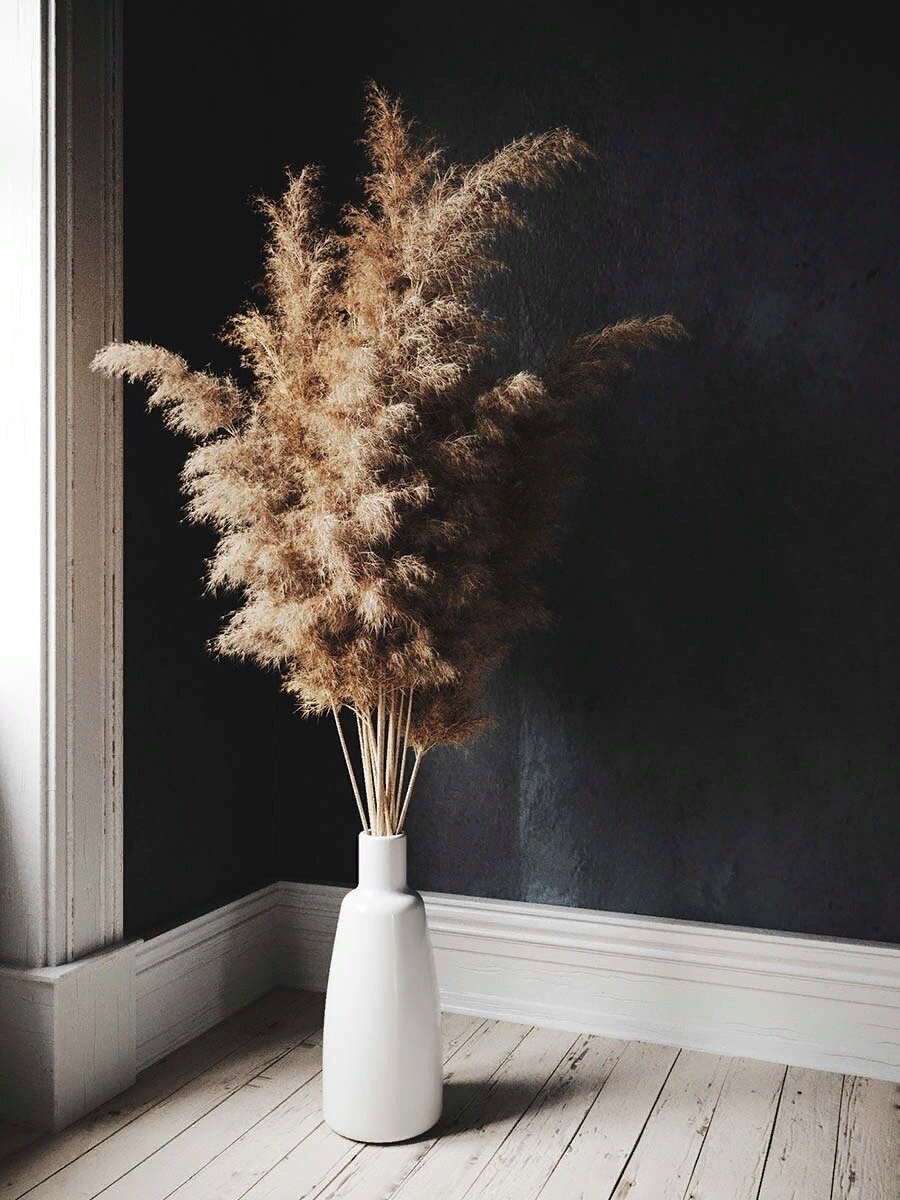 Пампасная трава cухоцвет