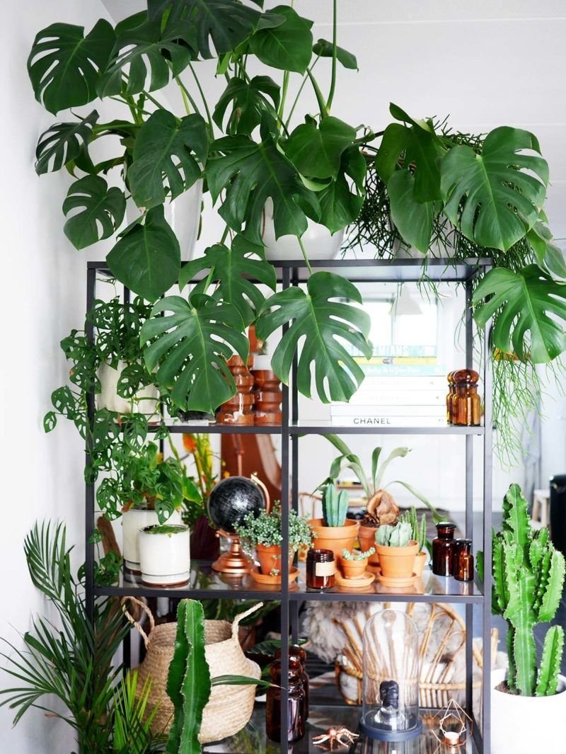 Монстера комнатное растение