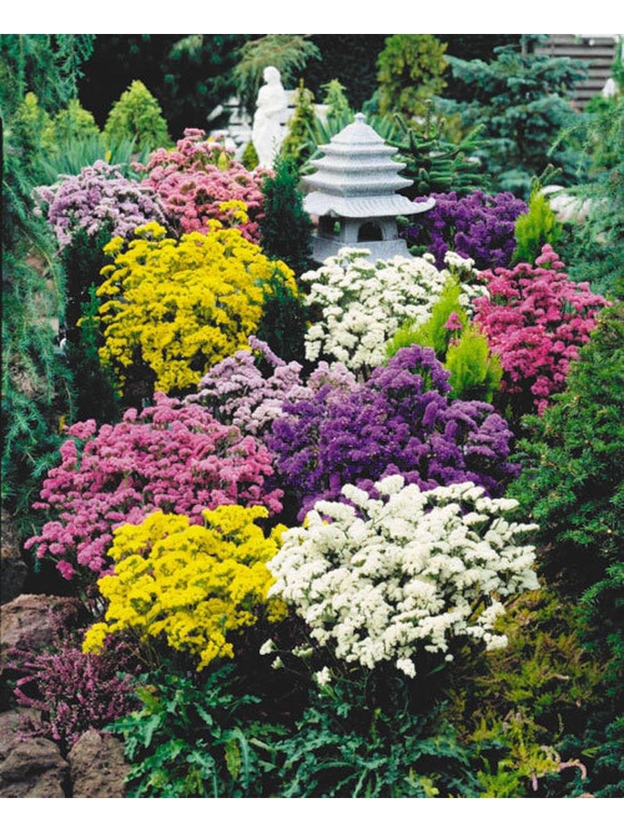 Статица Крымская cмесь