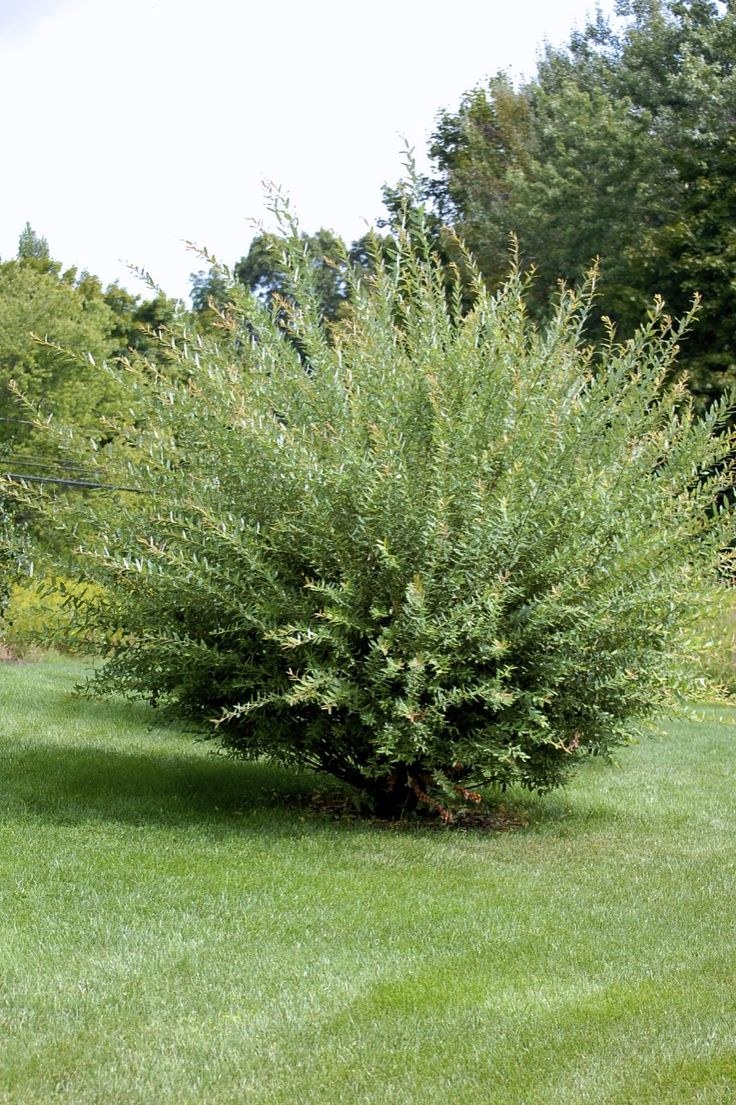 Ива Хакуро нишики