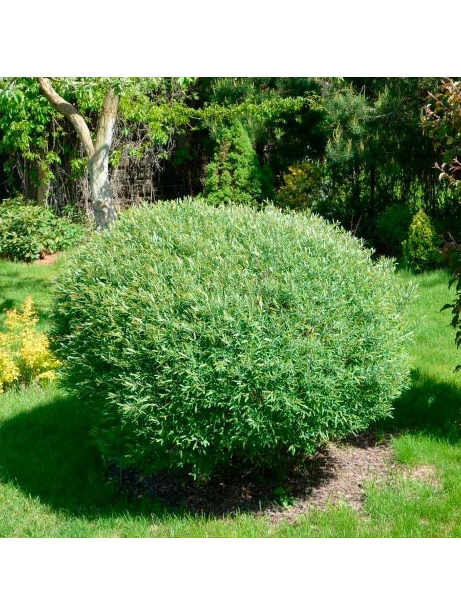 Ива шаровидная пурпурная Нана