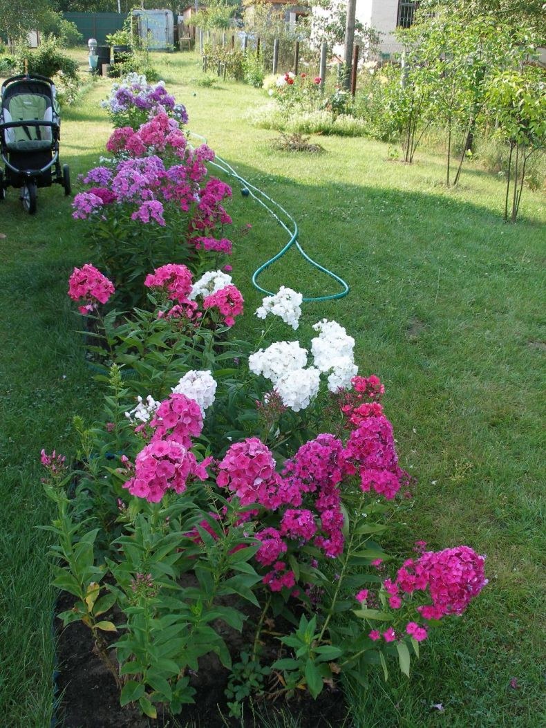 Флокс метельчатый Селена