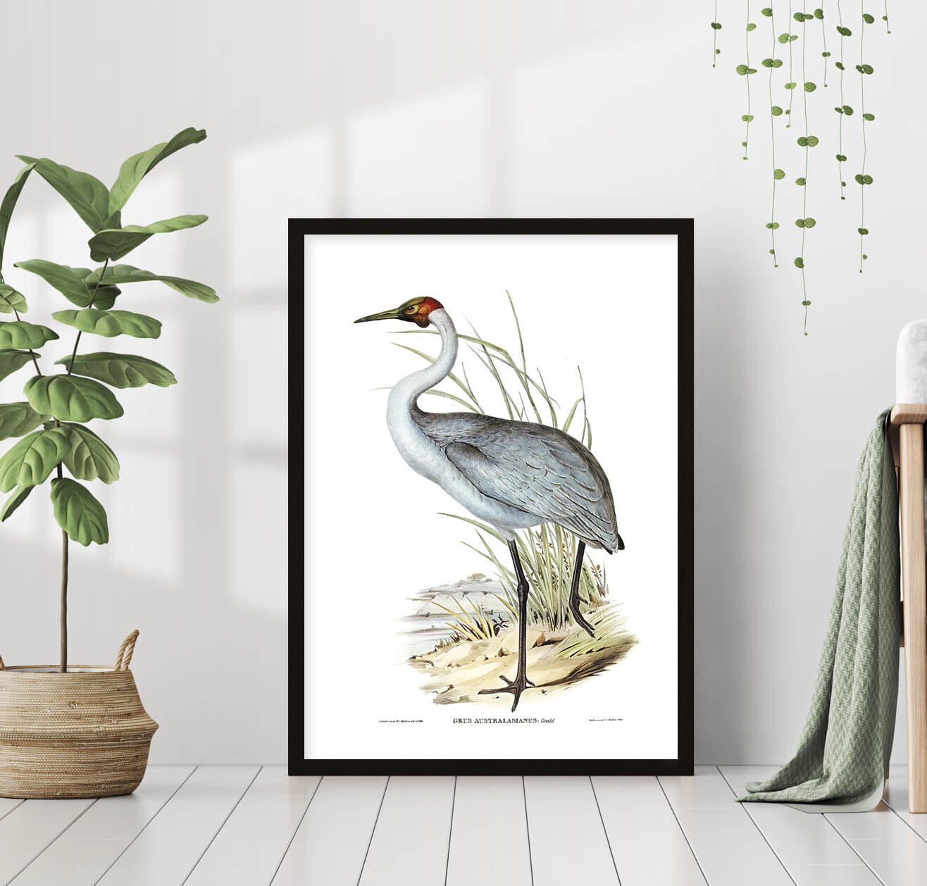 Птицы в интерьере (84 фото) - красивые картинки и HD фото