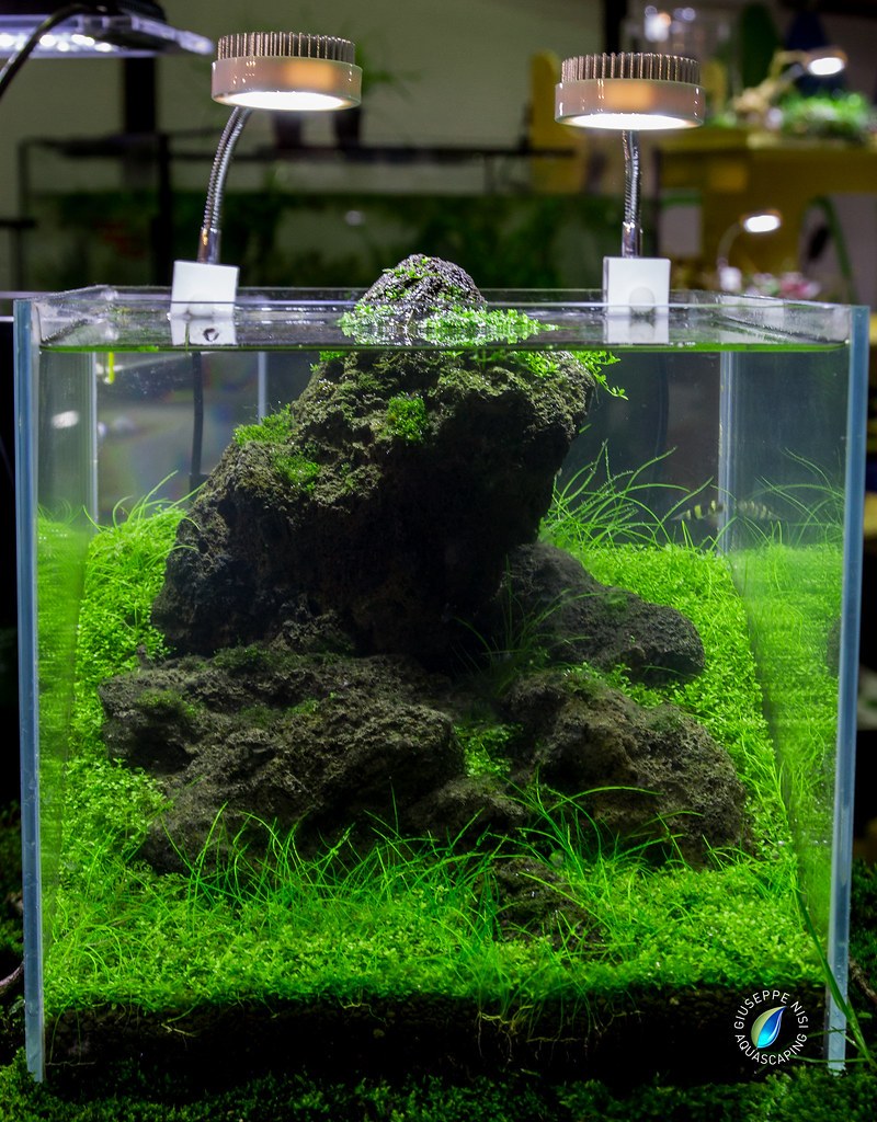 Акваскейп креветочник