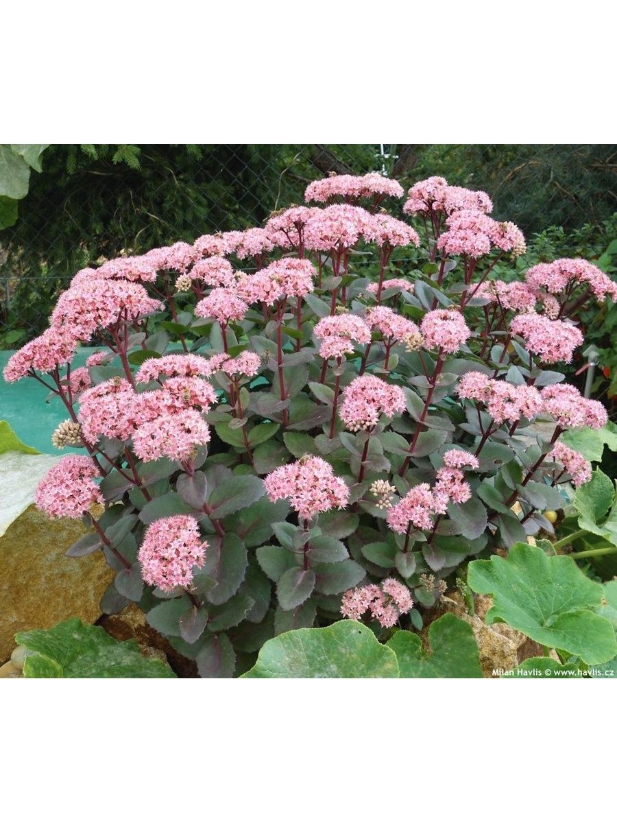 Очиток Видный Матрона