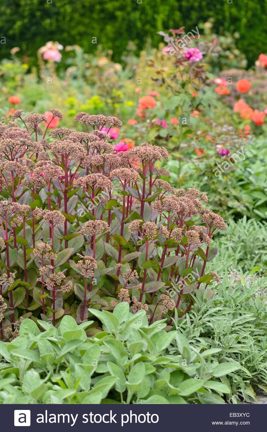 Очиток Видный Матрона