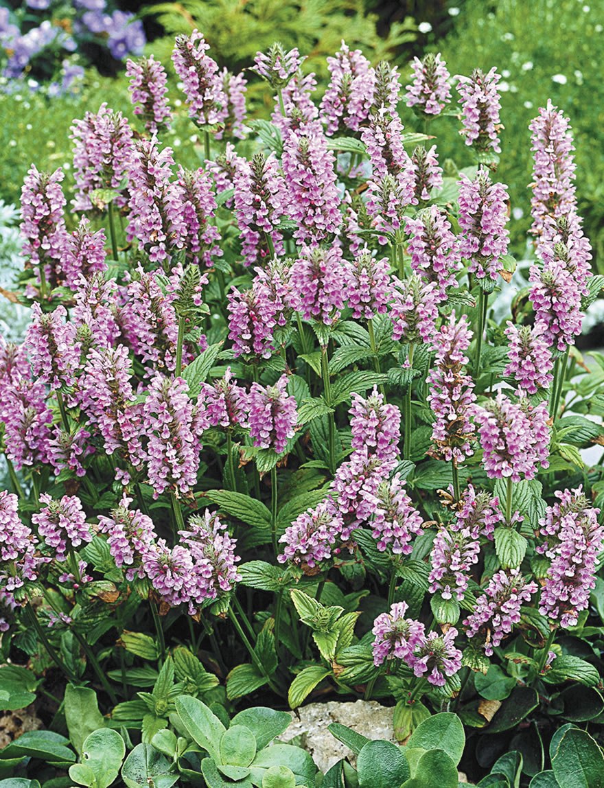 Котовник Блю Мун