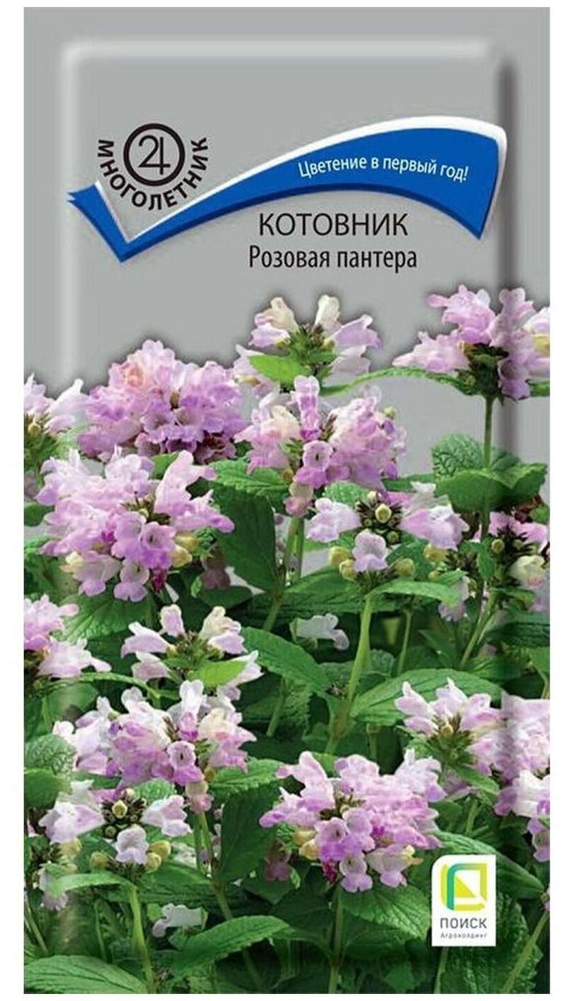 Котовник жилковый "Pink kat"