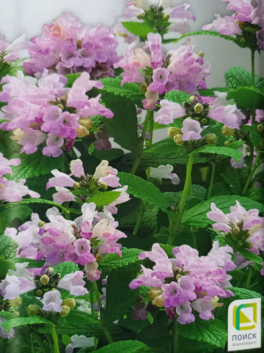 Котовник Пинк Кэт