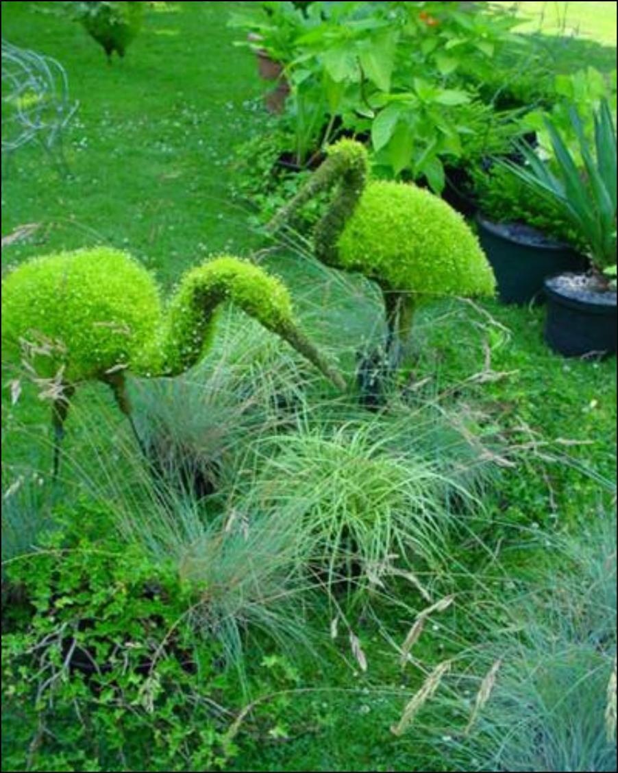 Кохия Живая изгородь