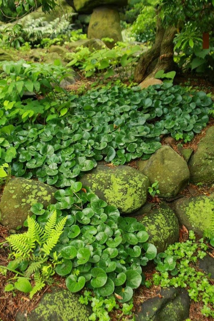 Копытень Европейский