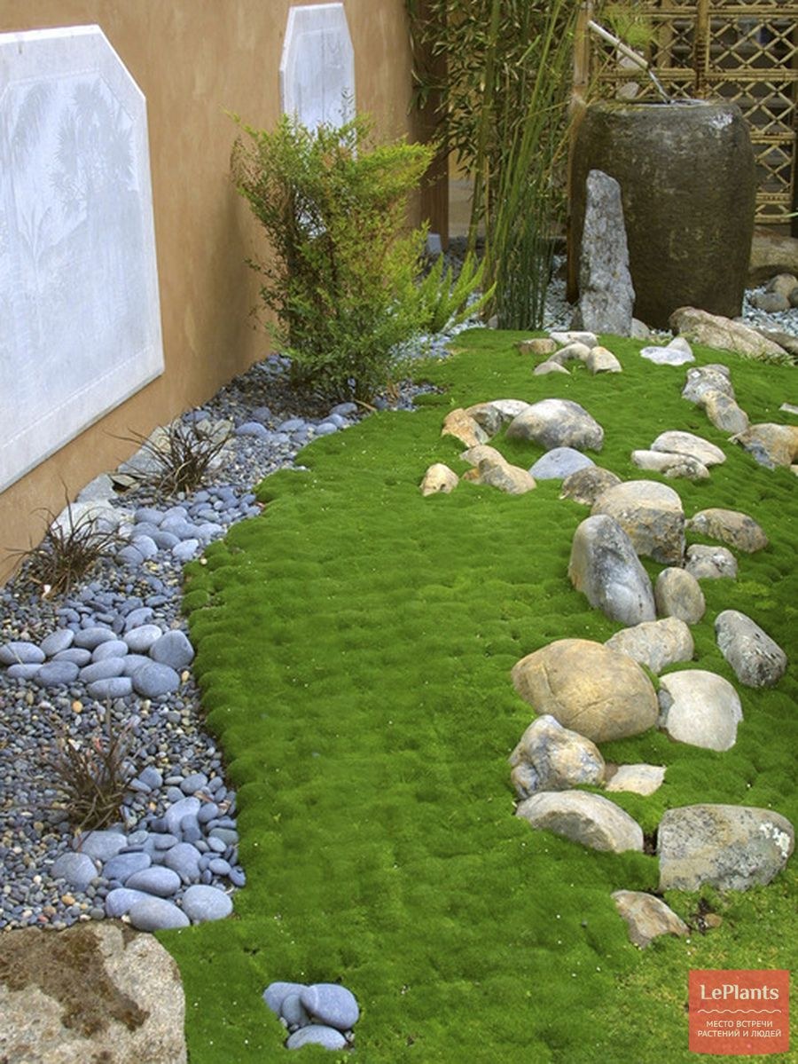 Декоративный газон на участке