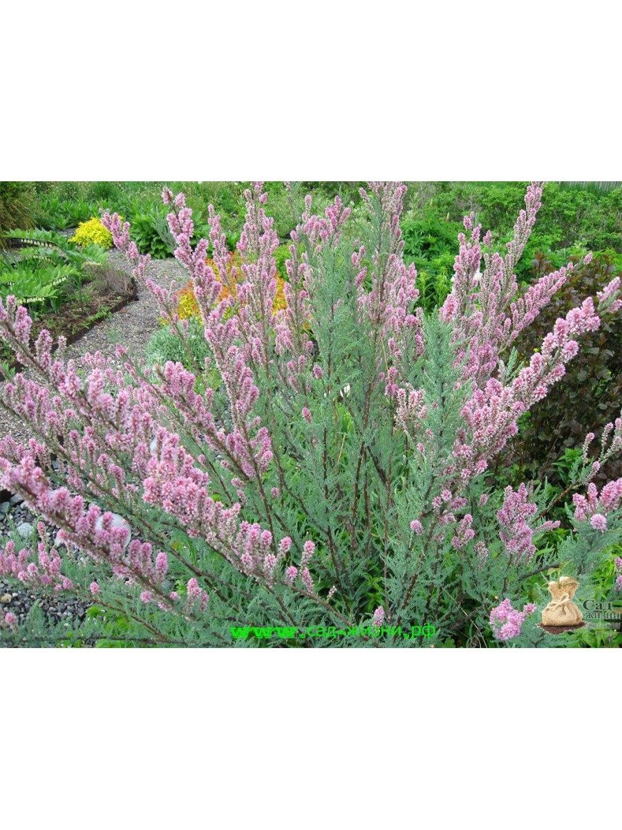 Мирикария на цвету