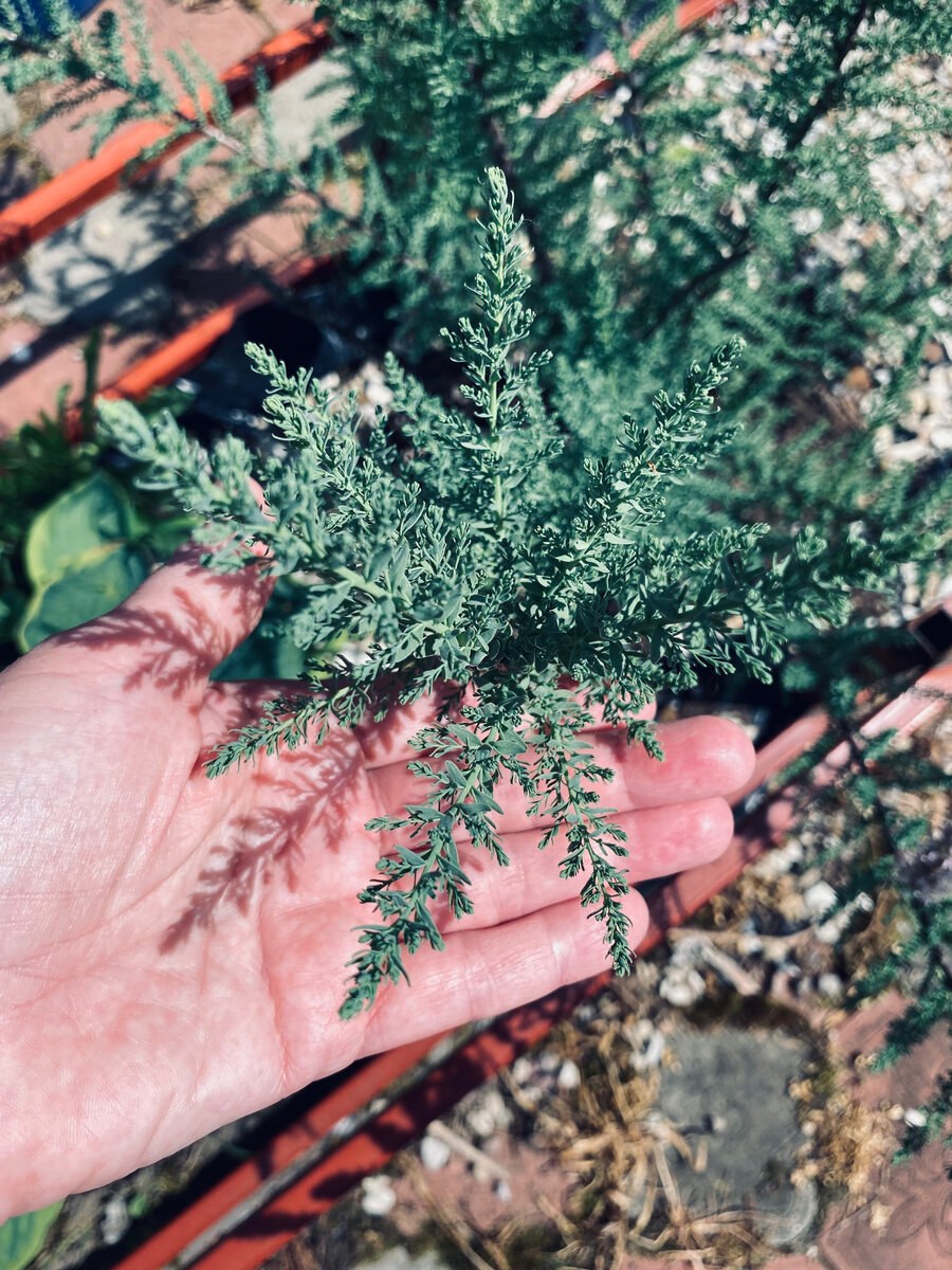 Мирикария лисохвостниковая