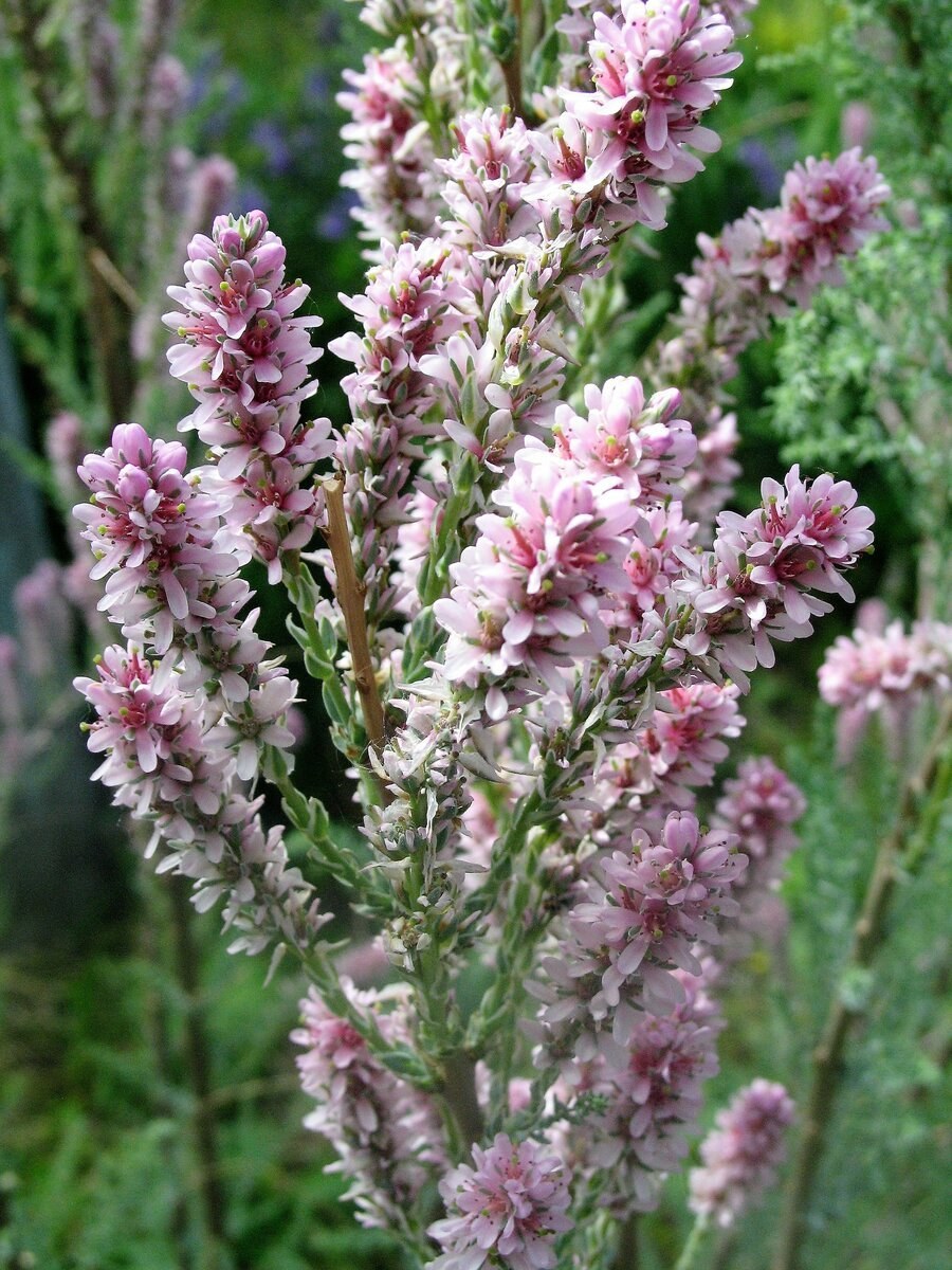 Миркирия лисохвостиковая