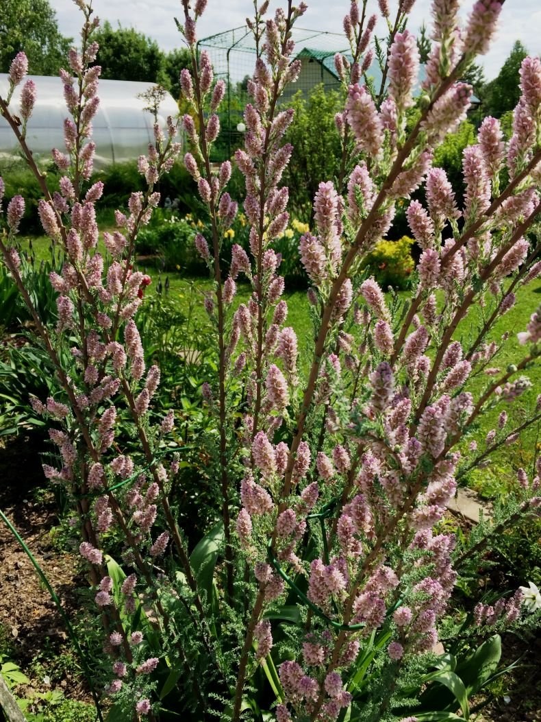 Мирикария Даурская