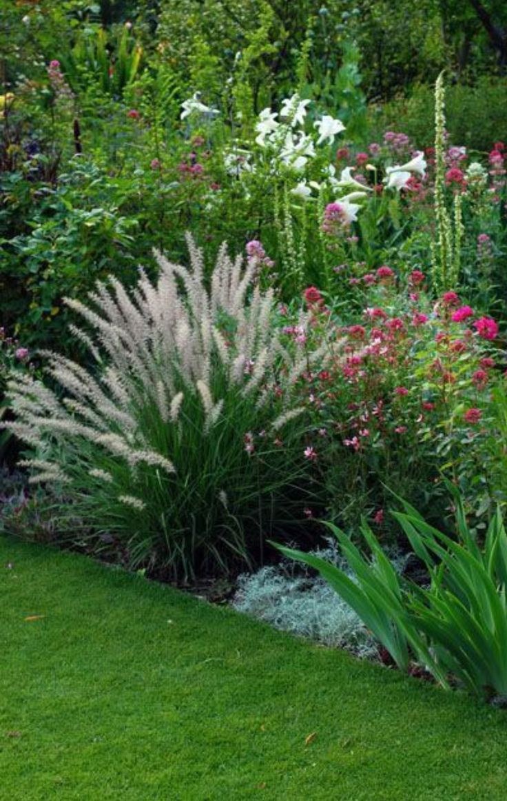 Пеннисетум advena rubrum,