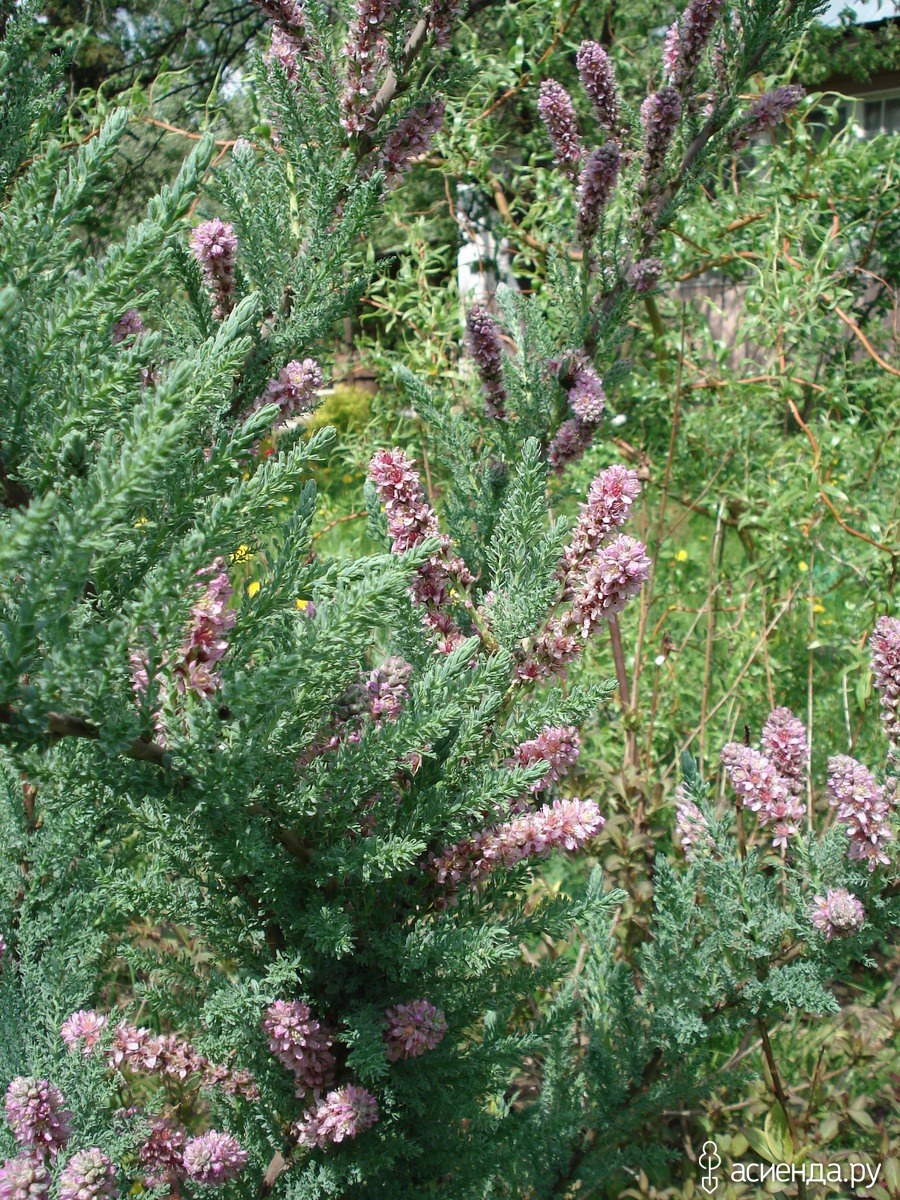 Мирикария прицветниковая