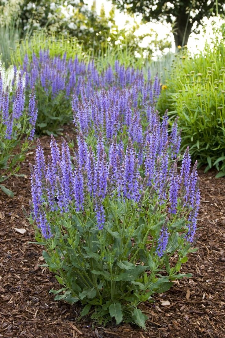 Шалфей Блю Хилл