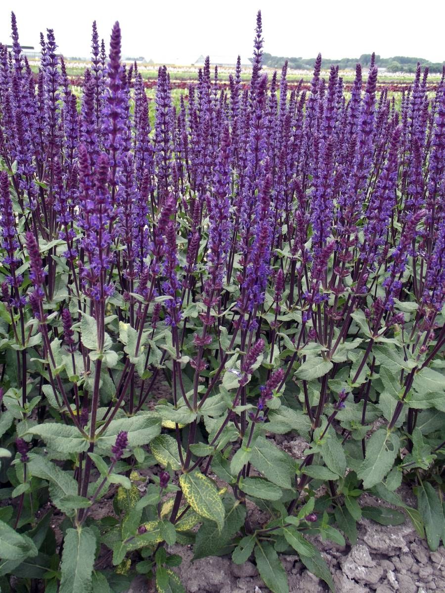 Шалфей Дубравный Caradonna (Карадонна)