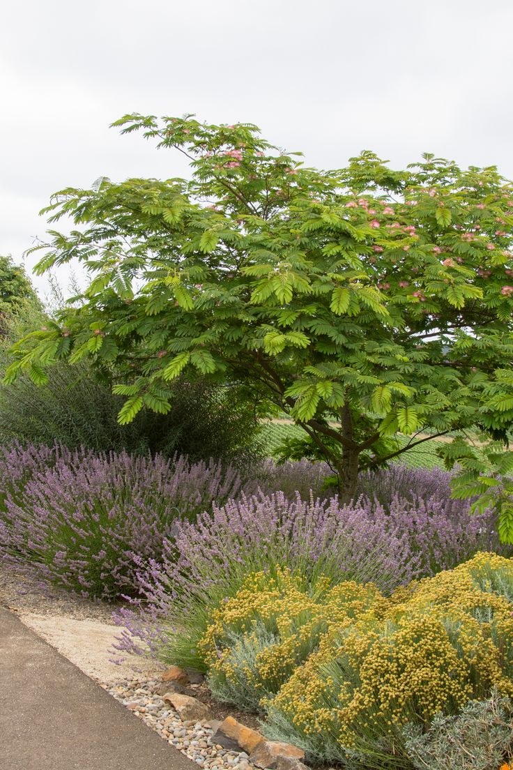 Альбиция в саду