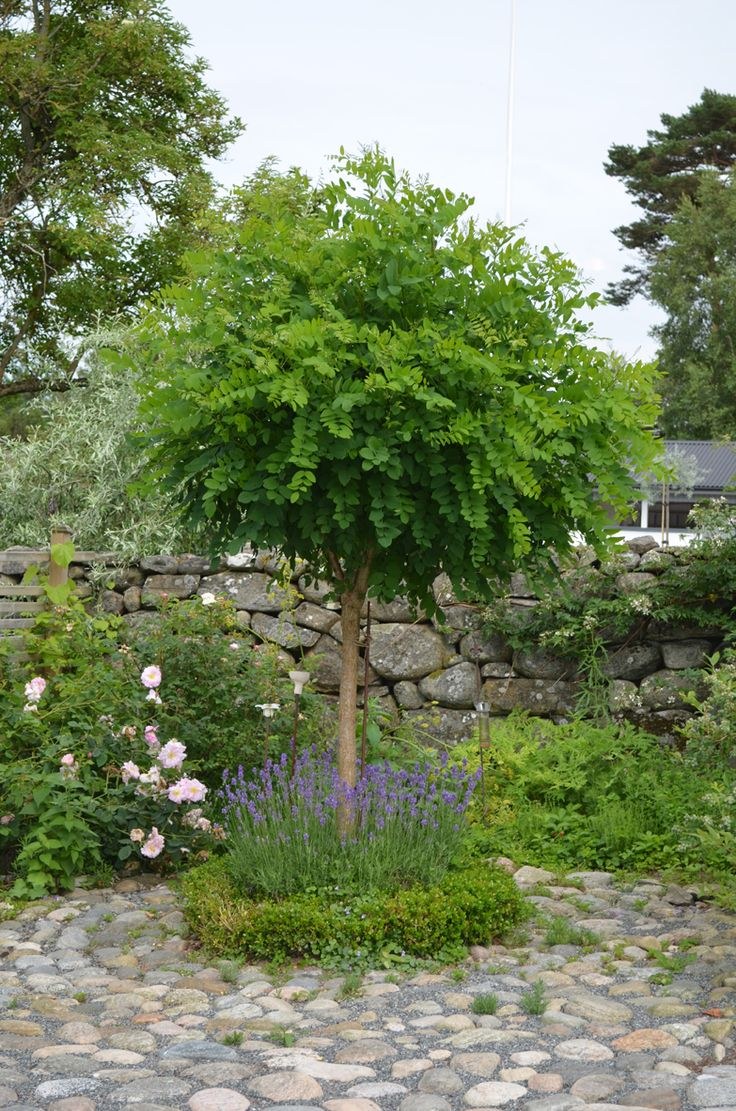 Робиния Умбракулифера на штамбе