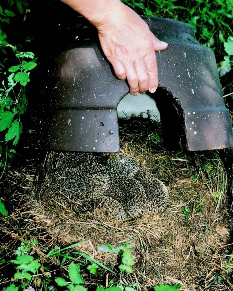 Домик для ежей на даче