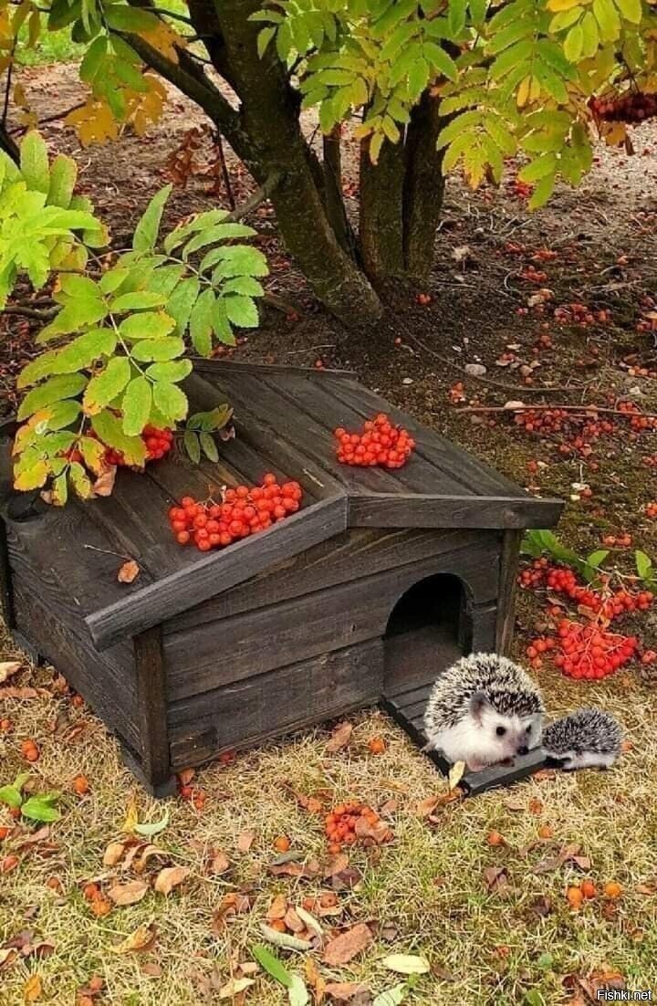 Домик для Ёжика на даче