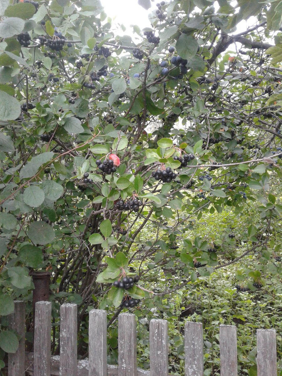 Черноплодная рябина куст в ландшафтном дизайне