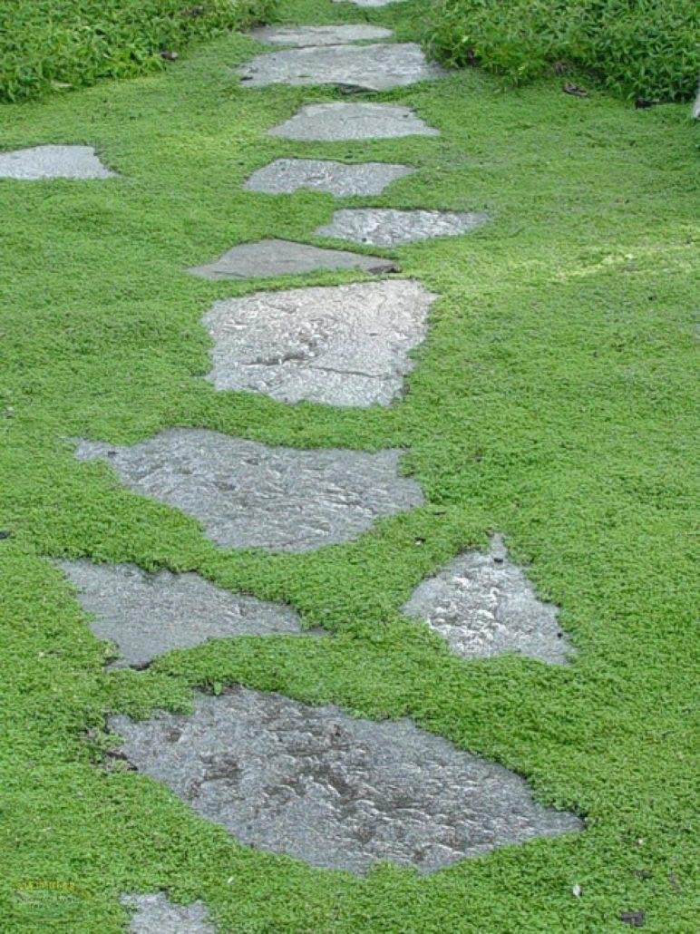 Мшанка шиловидная sagina subulata