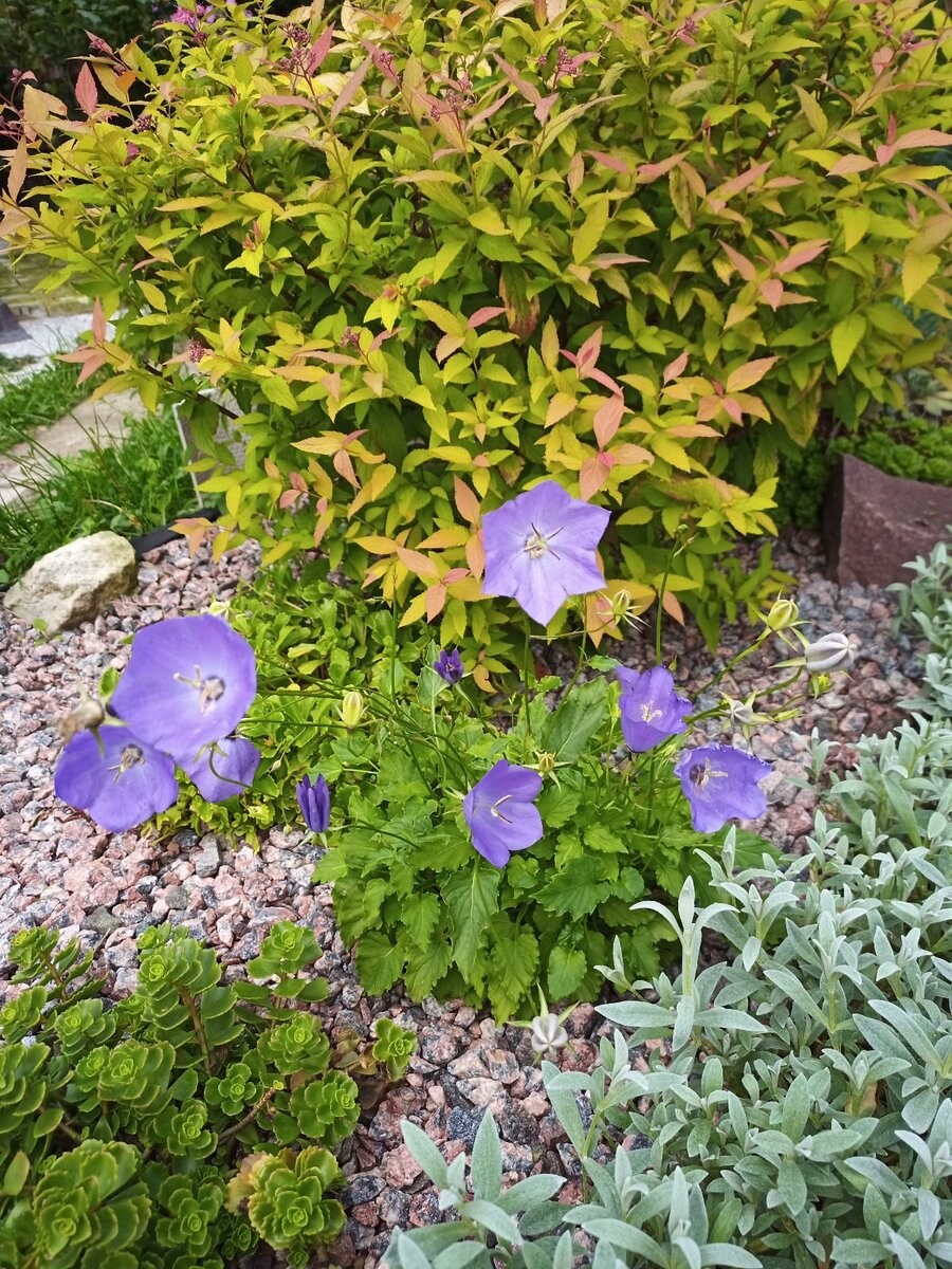 Колокольчик Карпатский Белогорье