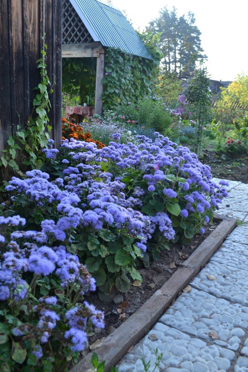 Агератум в ландшафтном