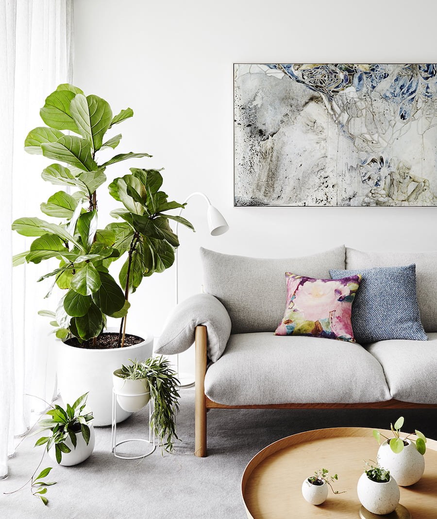 Комнатные растения в интерьере