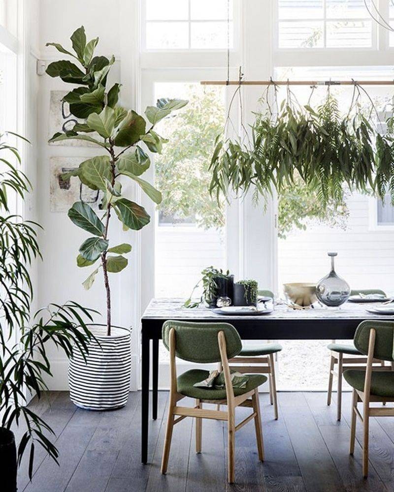 Растения в интерьере квартиры