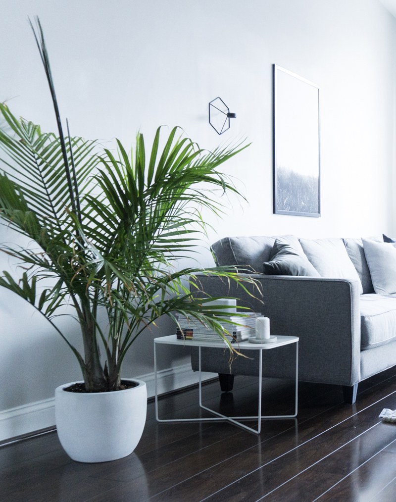 Хризалидокарпус Lechuza