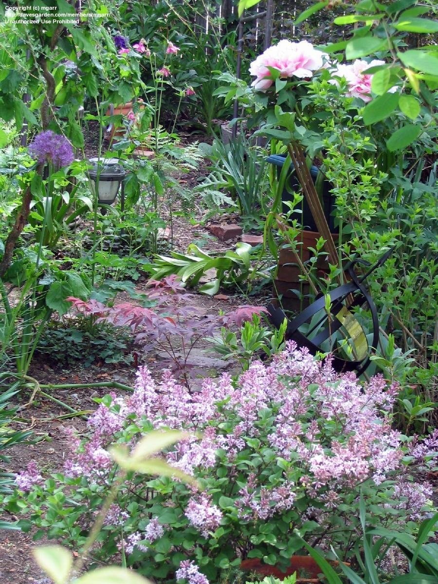 Бордюрная сирень Палибин