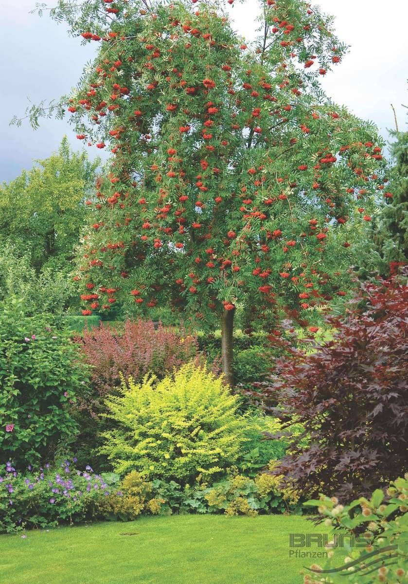 Клен Гиннала в саду