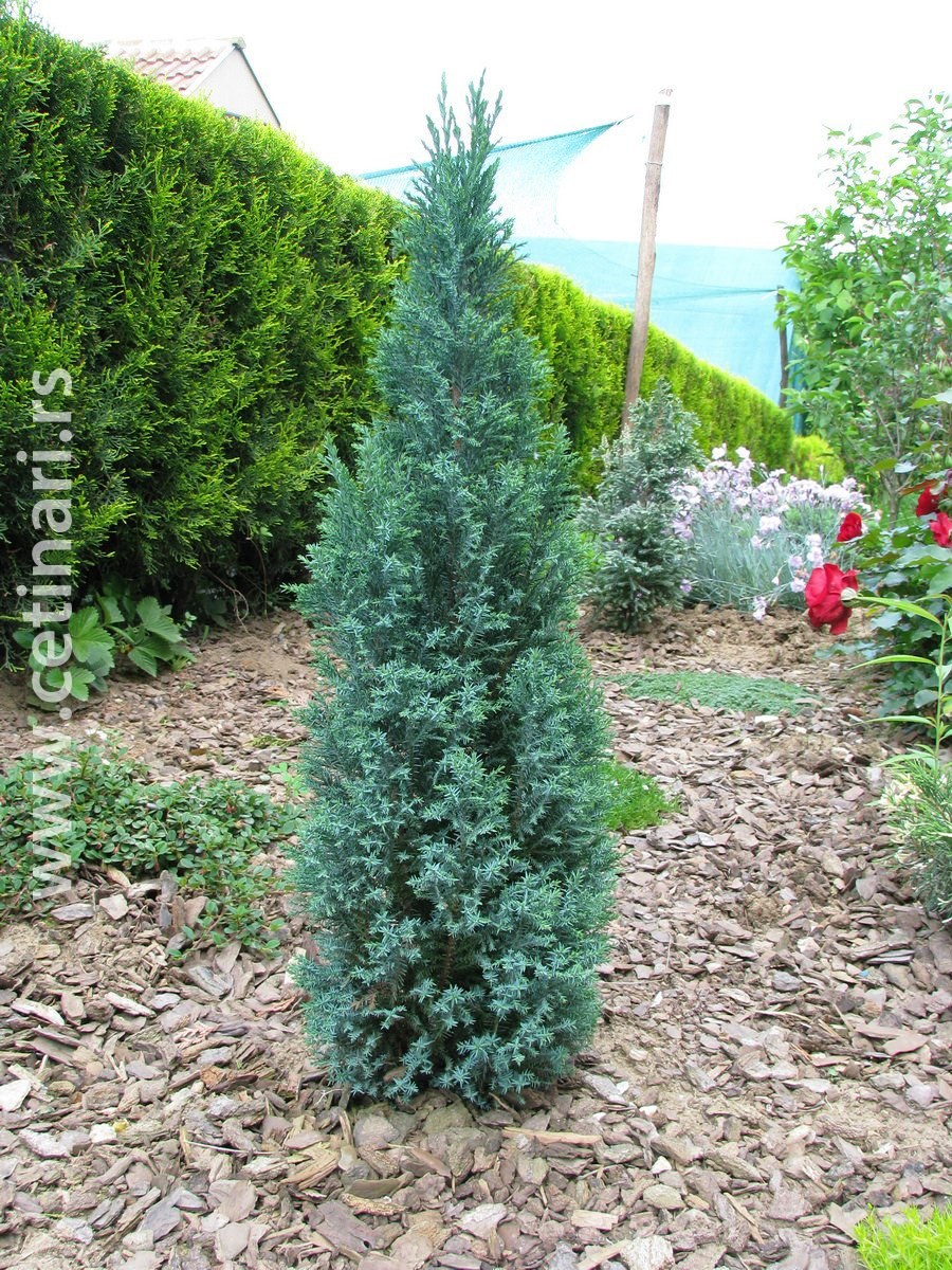 Кипарисовик Лавсона Сноу Уайт