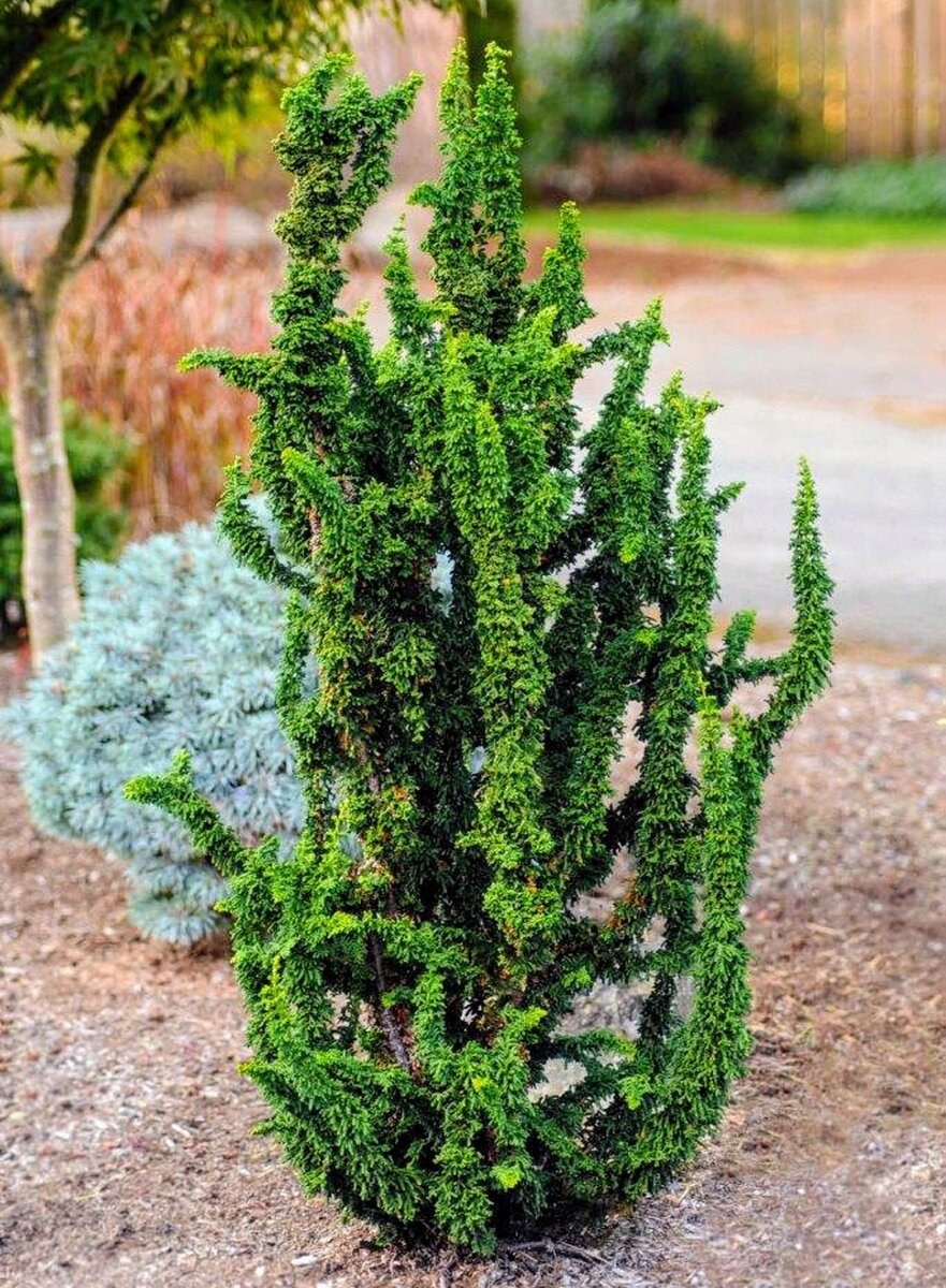 Кипарисовик тупой Чиримен