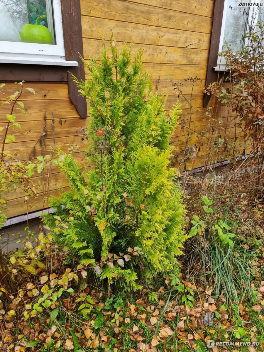 Кипарис Ивонна