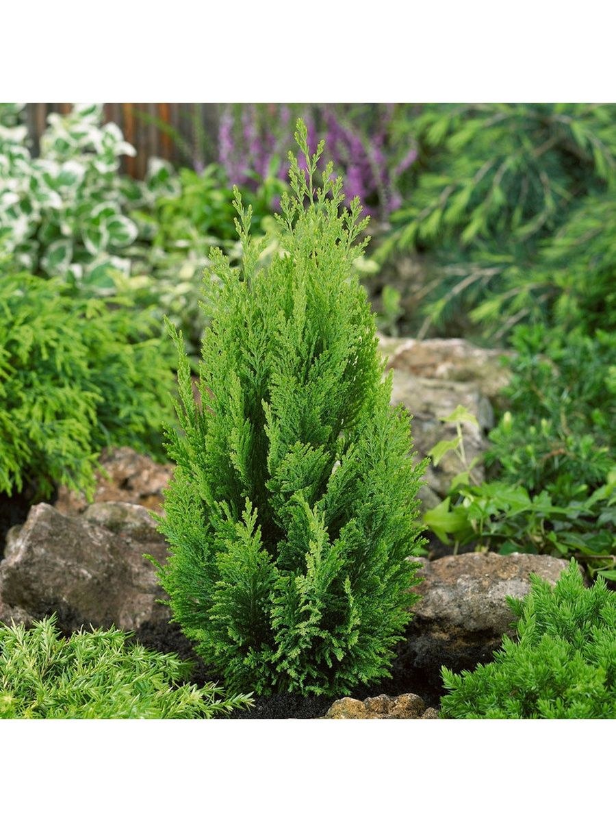 Кипарисовик Лавсона