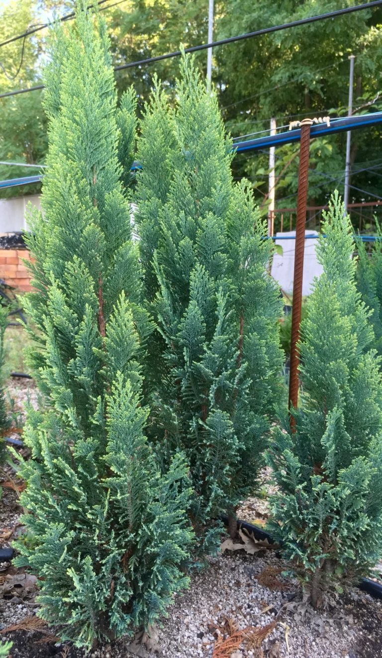 Кипарисовик Лавсона Голд Райдер