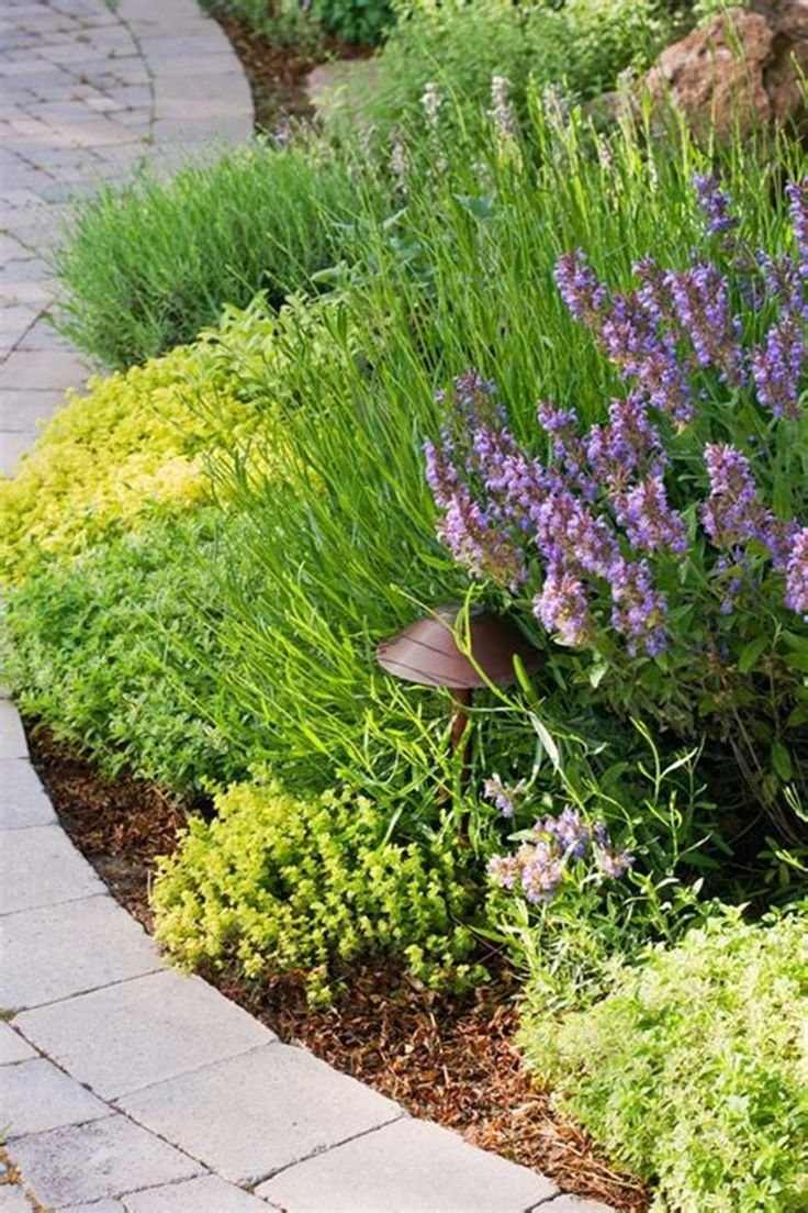 Котовник и шалфей Дубравный