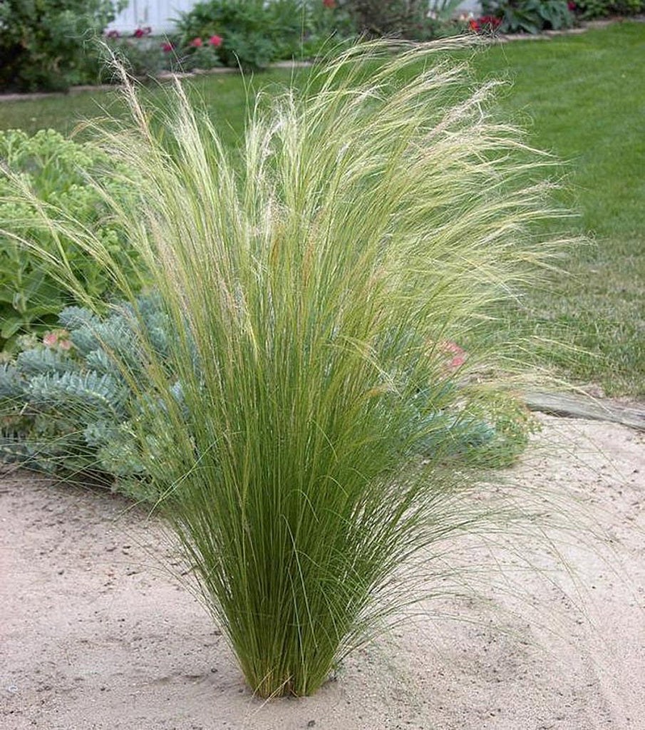 Ковыль волосовидный