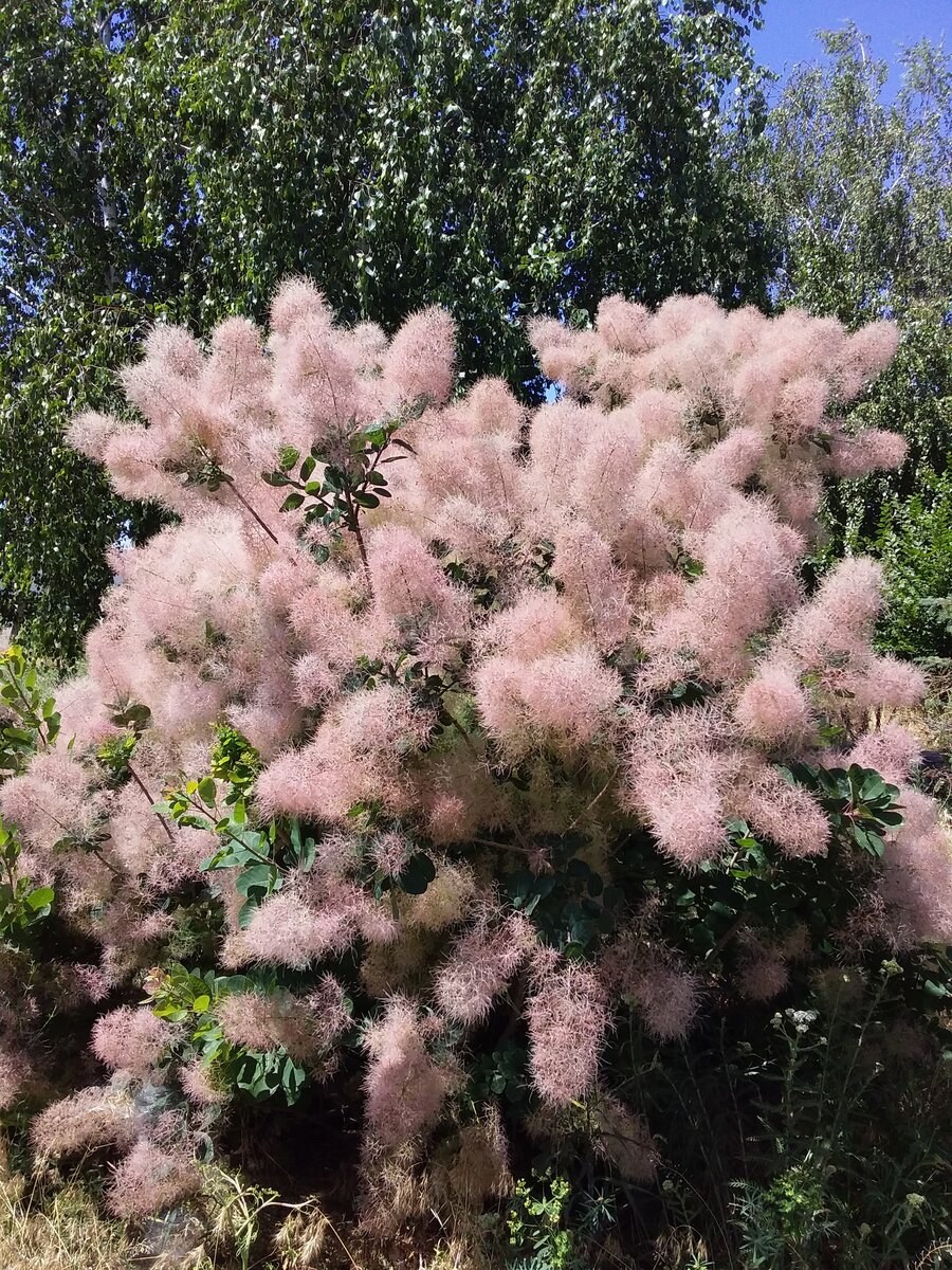 Скумпия Кожевенная Cotinus coggygria
