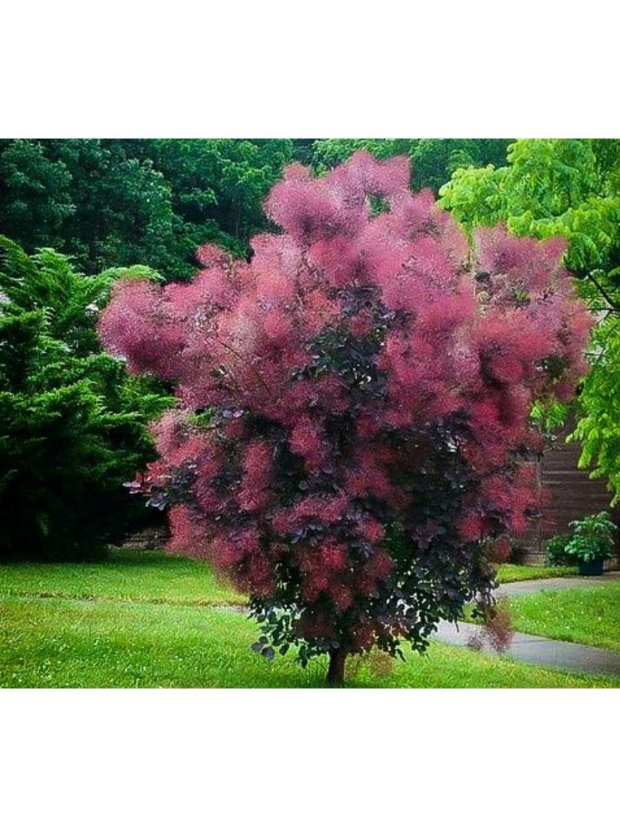 Скумпия Кожевенная Cotinus coggygria