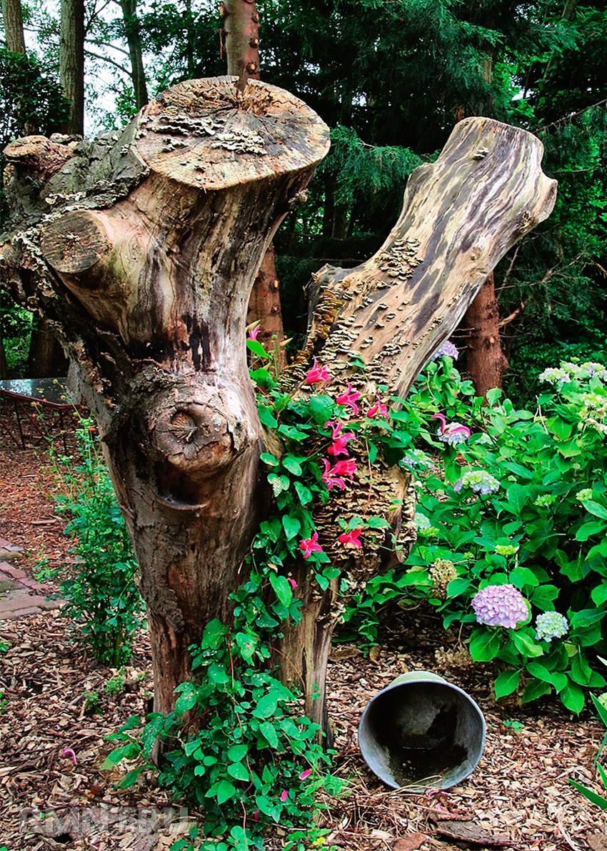 Рутарий туя