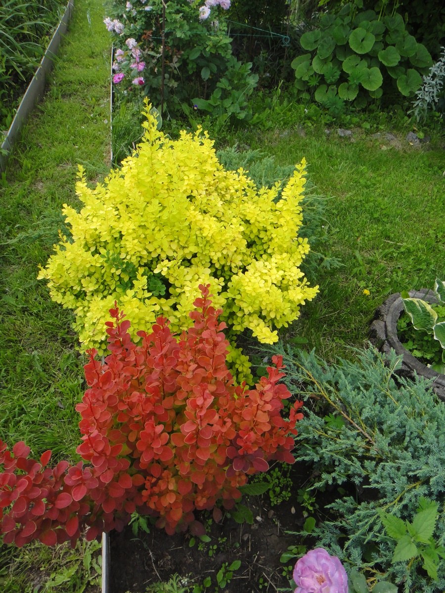 Барбарис оранж рокет