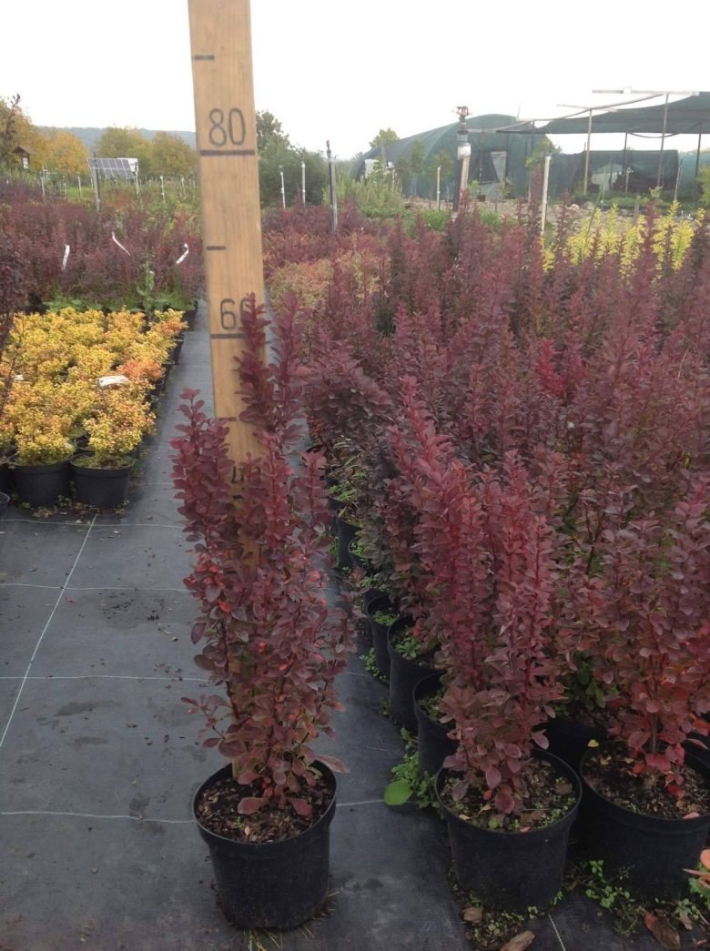 Berberis thunbergii Red Rocket Барбарис Тунберга ред рокет
